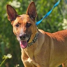 TULA, Hund, Podenco in Spanien