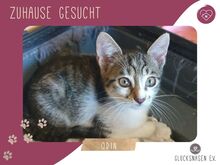 ODIN, Katze, Europäisch Kurzhaar in Bulgarien