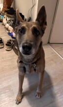 KARLA, Hund, Schäferhund-Mischling in Essen