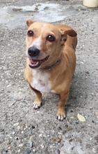 DRAGA, Hund, Mischlingshund in Rumänien