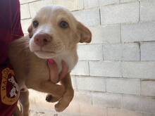 MALIBU, Hund, Podenco in Spanien
