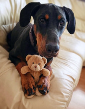 LUKASS, Hund, Dobermann in Rahden