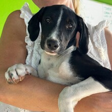 MAYA, Hund, Podenco / Collie (Mischling) in Spanien