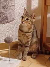 SUZI, Katze, Europäisch Kurzhaar in Lohr