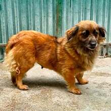 ESTELLE, Hund, Mischlingshund in Rumänien
