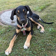 OTTO, Hund, Podenco-Collie-Mix in Hamburg