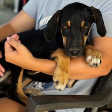 OTTO, Hund, Podenco / Collie (Mischling) in Spanien