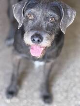 ROBERT, Hund, Mischling in Spanien