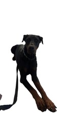COOPER, Hund, Dobermann in Tönisvorst