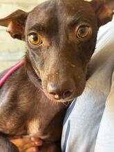 ALISON, Hund, Podenco in Spanien