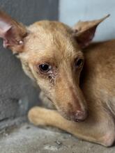 AMAYA, Hund, Podenco in Spanien