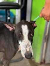 POPPY, Hund, Galga in Spanien