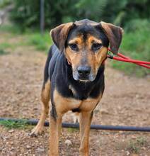 CODY, Hund, Mischlingshund in Berlin