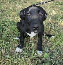 SELENE, Hund, Mischlingshund in Ungarn