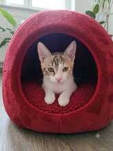 ABBY, Katze, Europäisch Kurzhaar in Amelinghausen