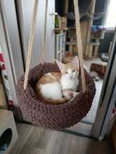 ARIS, Katze, Europäisch Kurzhaar in Amelinghausen