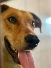 BOGYO, Hund, Mischlingshund in Ungarn