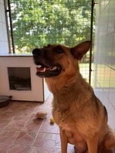 ROXY, Hund, Mischlingshund in Ungarn