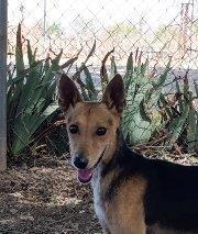 ZOE, Hund, Mischlingshund in Spanien