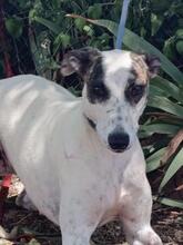 CHELO, Hund, Greyhound-Mischling in Spanien