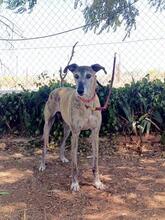 CHAPU, Hund, Greyhound-Mischling in Spanien