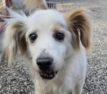 OSKAR, Hund, Mischlingshund in Portugal