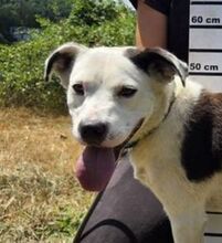 MUFFIN, Hund, Mischlingshund in Slowakische Republik
