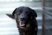 JORDY, Hund, Mischlingshund in Rumänien