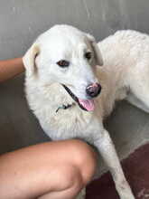 FRODO, Hund, Maremmano-Mix in Italien