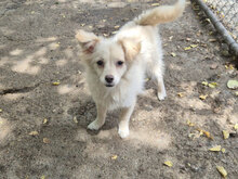 ODET, Hund, Mischlingshund in Bulgarien