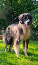 COOPER, Hund, Mischlingshund in Breitscheid