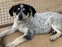 DELIZIA, Hund, Mischlingshund in Italien
