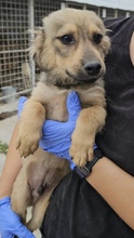 CHICO, Hund, Mischlingshund in München