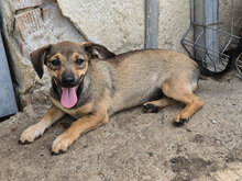 ASARIA, Hund, Mischlingshund in Bulgarien