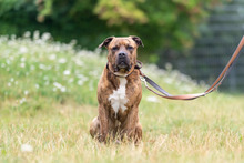 GRUFFY, Hund, American Staffordshire Terrier-Mix in Hamburg