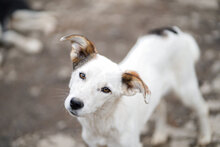 ISY, Hund, Mischlingshund in Bulgarien
