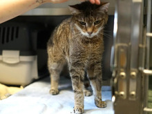 AURORA, Katze, Europäisch Kurzhaar in Hamburg