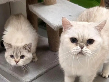 KLEMENS, Katze, Britisch Kurzhaar in Hamburg