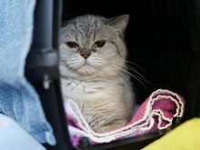 YOTTA, Katze, Britisch Kurzhaar in Hamburg