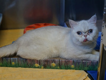 GRAMMI, Katze, Britisch Kurzhaar in Hamburg