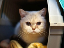 EULE, Katze, Britisch Kurzhaar in Hamburg