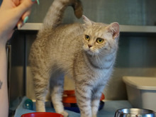 PINA, Katze, Britisch Kurzhaar Mix in Hamburg