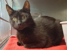 GERTRUDE, Katze, Europäisch Kurzhaar in Hamburg