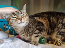 MORA, Katze, Europäisch Kurzhaar in Hamburg