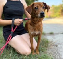 CHIPNR901371, Hund, Mischlingshund in Slowakische Republik