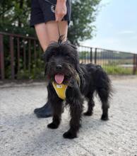 CHIPNR665620, Hund, Mischlingshund in Slowakische Republik