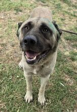 MUSTAFA, Hund, Kangal Mischlilng in Ungarn