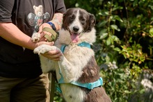 NANA, Hund, Mischlingshund in Russische Föderation