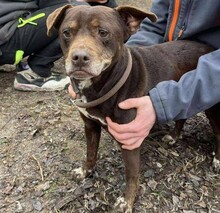 ROZI7, Hund, Mischlingshund in Ungarn