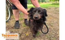 PUMI4, Hund, Mischlingshund in Ungarn